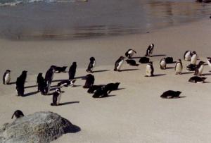 Jackass penguins on Boulders Beach, the most popular animals on the Cape Peninsula