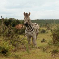 Curious zebra