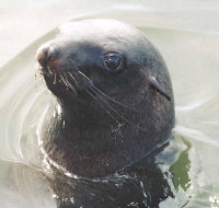 Cape seal