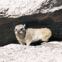 Dassie