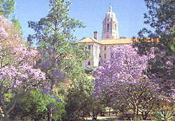 Jacarandas at the Union Buildings