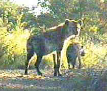 Hyena