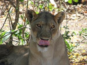 Lioness in Katavi National Park