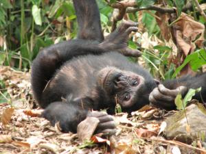 An hour with chimpanzees, Mahale Mountains National Park