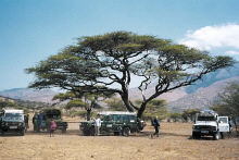 Acacia tree, Serengeti