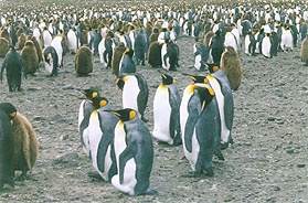 March of the Penguins