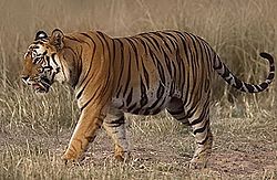 A Bengal Tiger