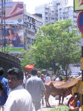 People Bringing Cows Into the City