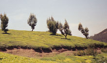 Tea Plantations