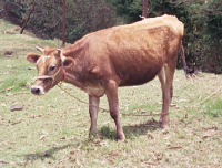 Moo-moo the Brown Cow