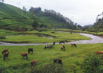 Munnar