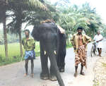 Pet elephant