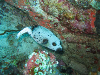 pufferfish-andy-moss-photo