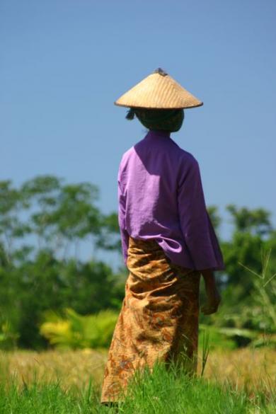 Rice Farmer