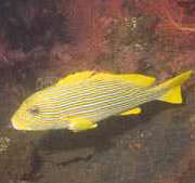 Bannerfish