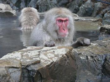 Snow monkeys near Shibu Onsen