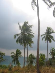 Rainstorm in the heart of the jungle