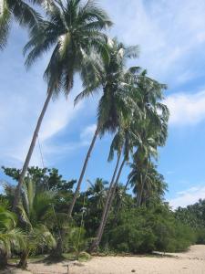 Silky sands and waving palms