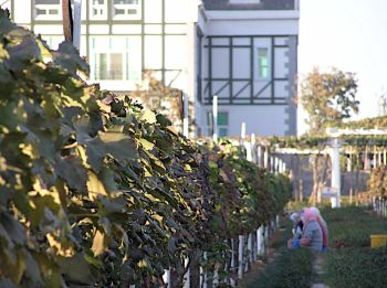 seale_A-vineyard-in-Yantai