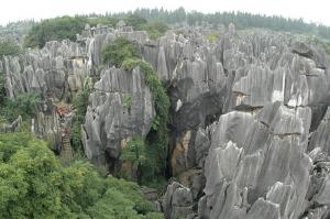 Stone forest