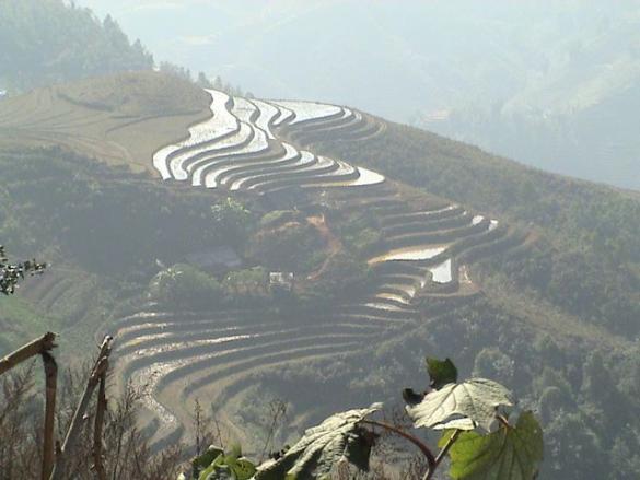 Sapa