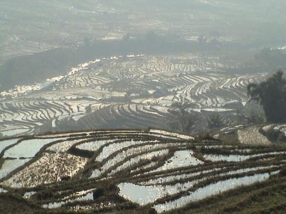 Rice Terraces