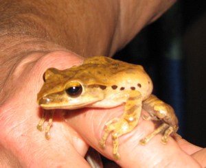 Tree frog: Showering with frogs