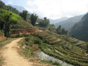 Rice paddies