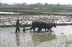 Farmer and Water Buffalo