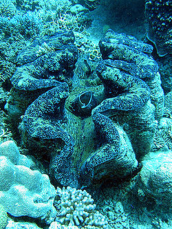 giant clam