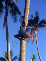 Felix Climbing the Coconut Tree