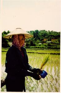 Shan girl working in the rice paddies