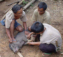 Tying the pig