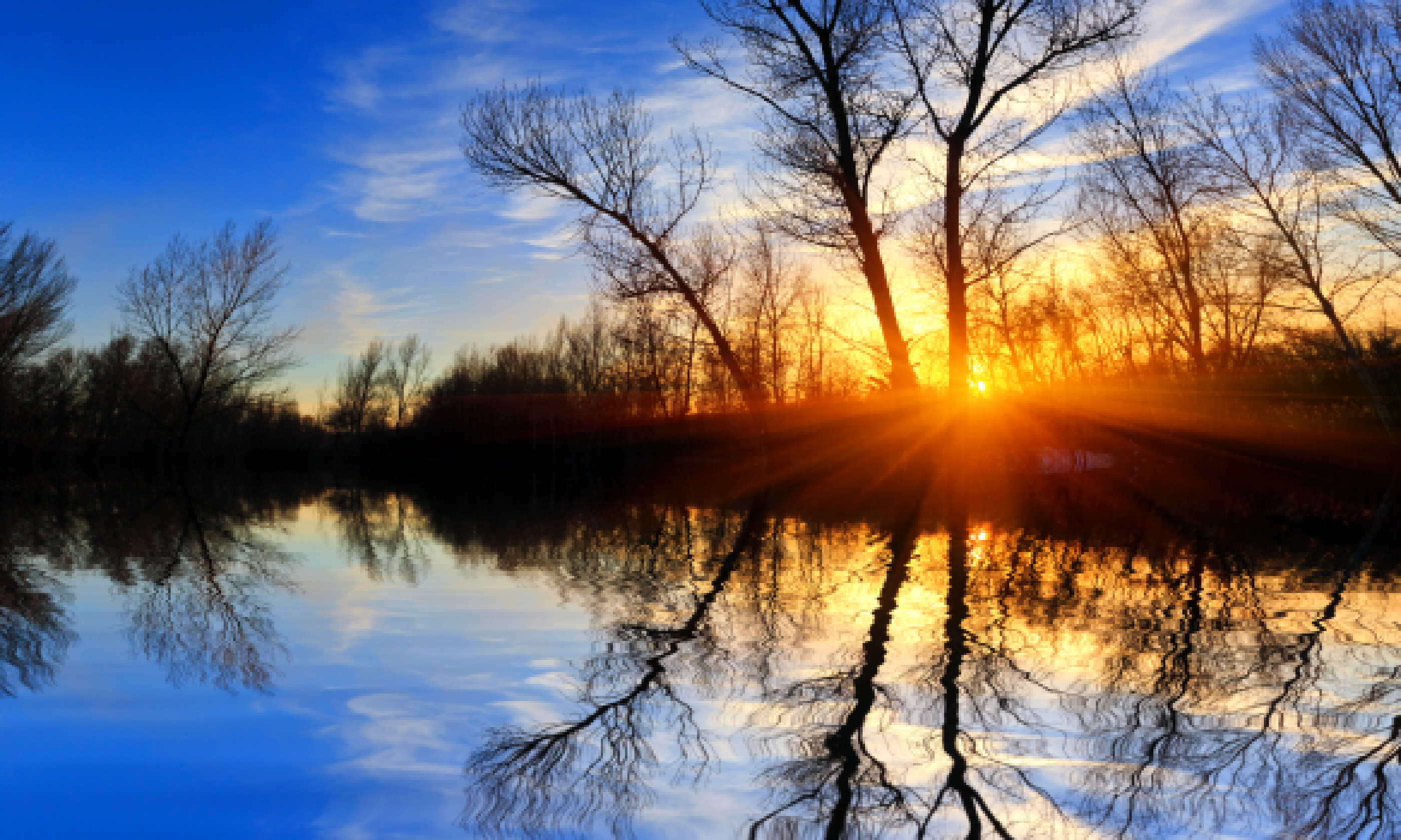 Leafless tree on sunset background (Shutterstock: See credit below)