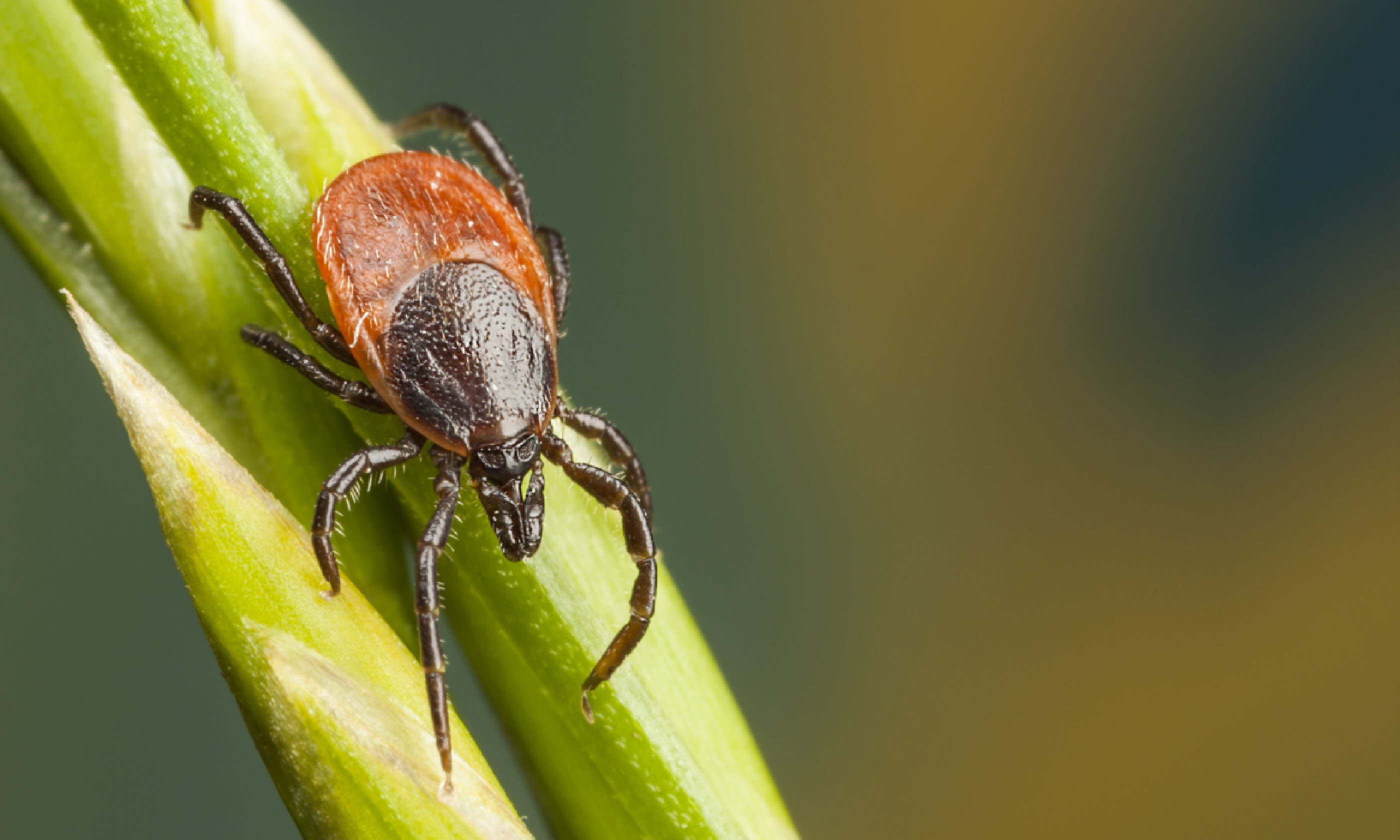 Closeup of a tick on a plant straw (Shutterstock: see credit below)