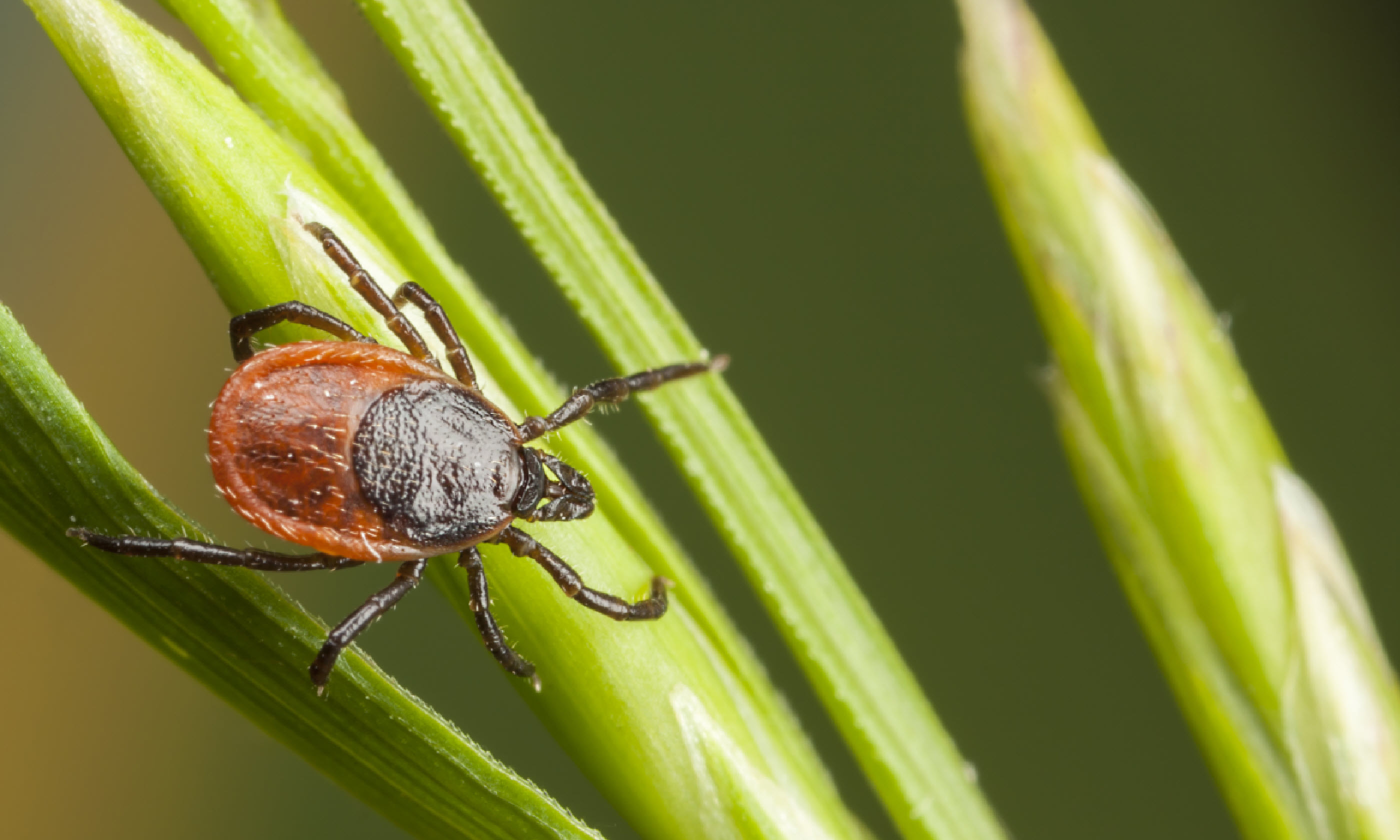 A tick on a plant straw (Shutterstock)