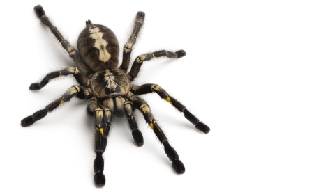 Fear of spiders can be constraining and debilitating (Dreamstime)