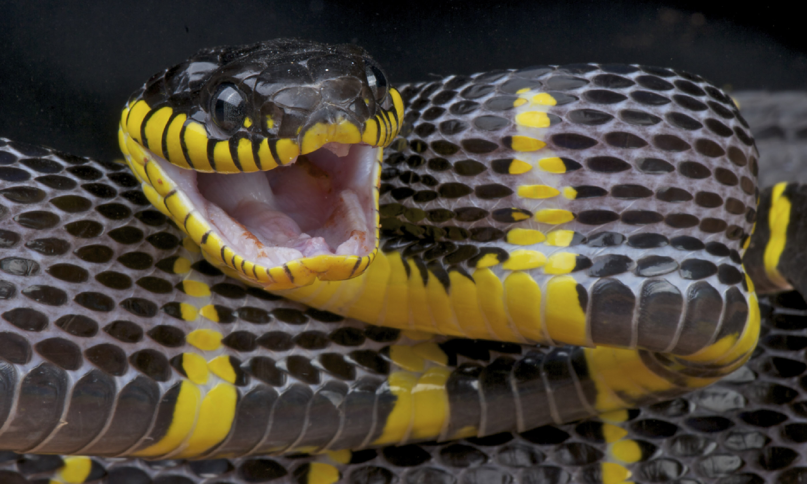 Attacking mangrove snake (Shutterstock)
