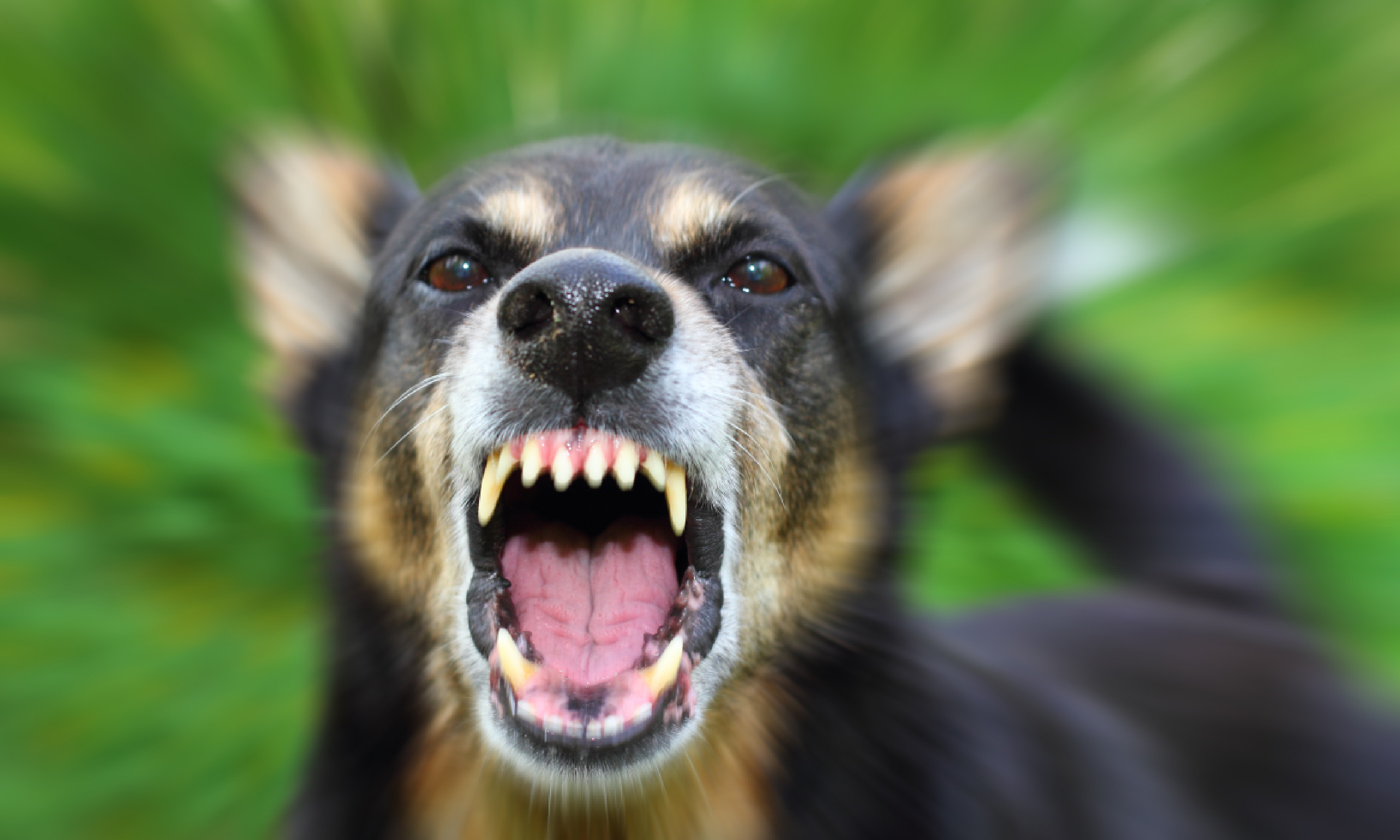 Enraged dog (Shutterstock: see credit below)