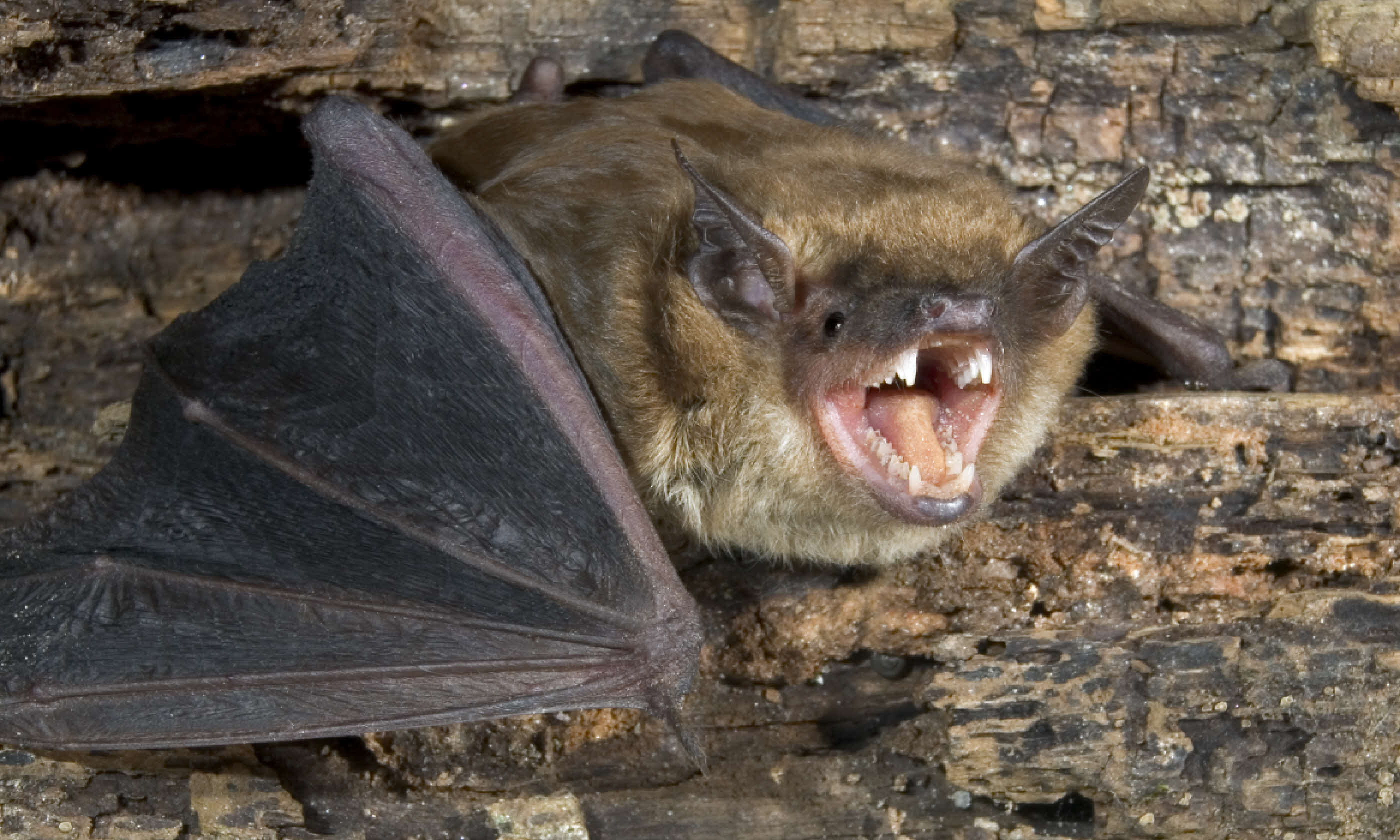 Brown bat (Shutterstock)