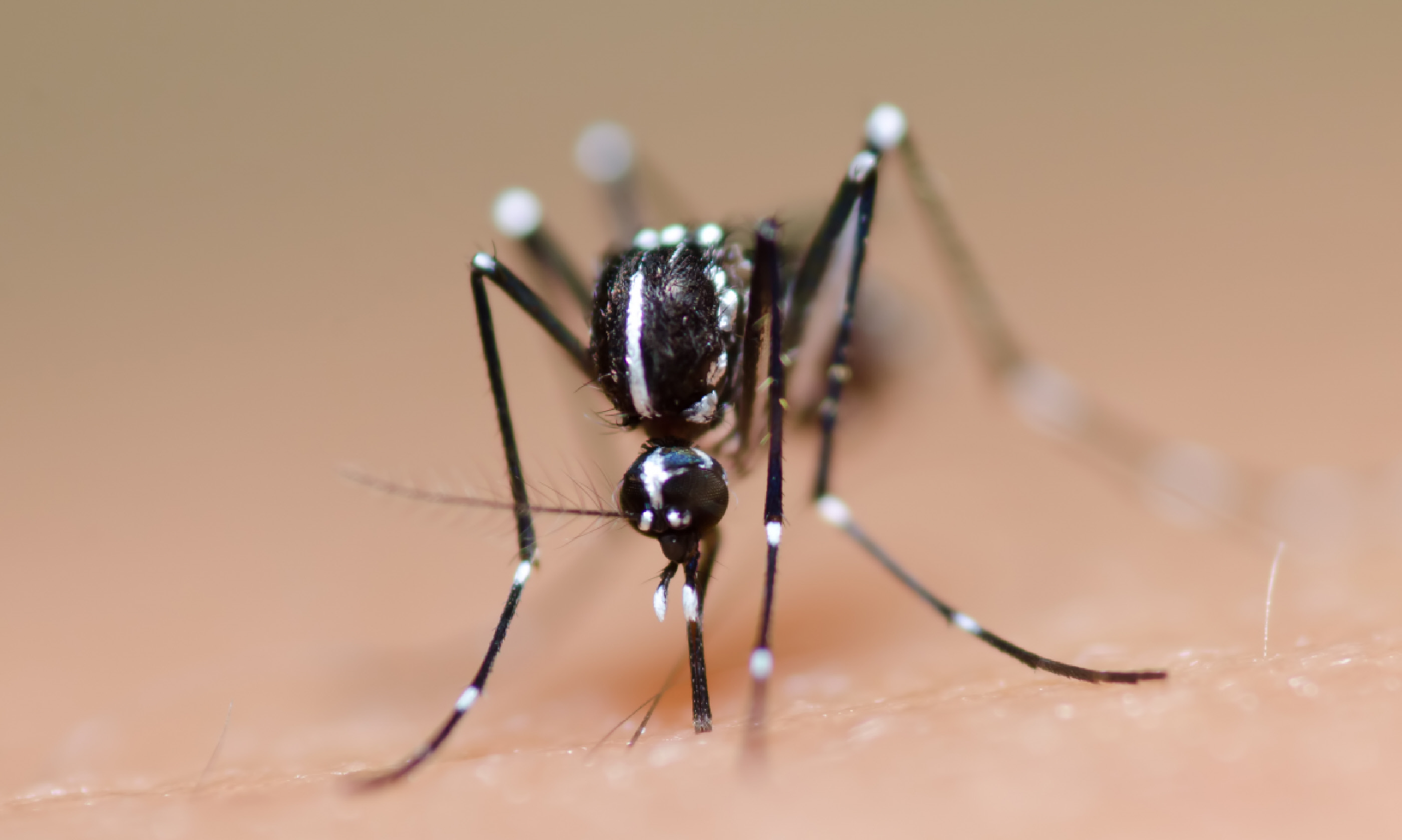 Aedes mosquito (Shutterstock: see credit below)