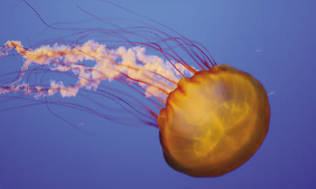 Jellyfish tentacles can often be found loose in the sea after a storm (dreamtime)