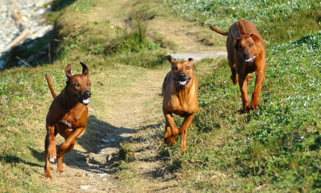 Stay safe around wild and stray dogs (Dreamstime)