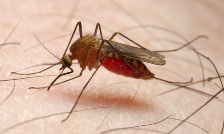 How to stay safe and protected against malaria (iStock)