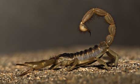 A scorpion sting can cause a major health scare (Mike Baird)