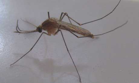 Mosquitos can carry a number of serious diseases (Ton Rulkens)