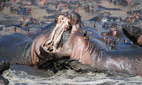 There have been reports of hippos upturning boats and charging humans (Nils Rinaldi)