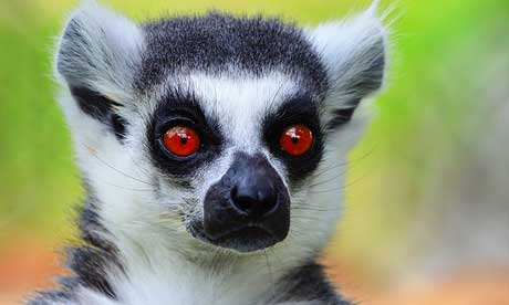 Lemurs can transmit rabies, just like dogs, cats and monkeys (insane photoholic)