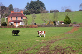 field with two cows and a brick house in the background