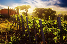 tuscany italy farmhouse country farm house winery vineyard sunset